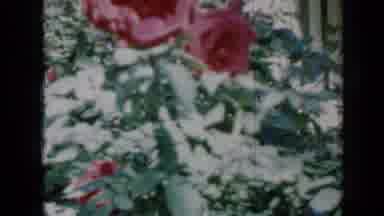 Minnesota USA (1958): Close Up Shot Of Red Flowers Then Women Standing In Her