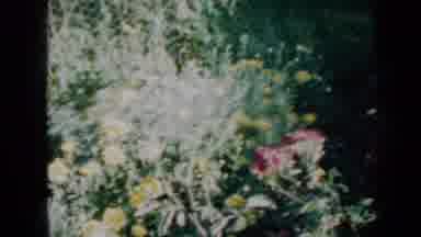 Minnesota USA (1958): Spring Garden Full Of Colorful Flowers Like Roses And