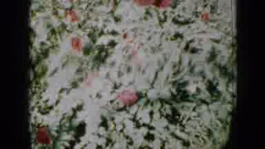 Minnesota USA (1958): Red White And Green Flowers In A Field Of Grassed And