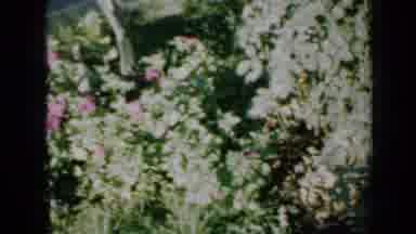 Minnesota USA (1958): An Old Video Of A Garden With White Flowers