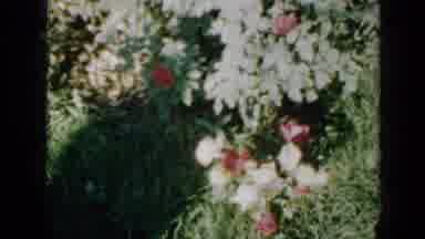 Minnesota USA (1958): Red And White Rose Bush Then Bush With Only A Couple Of