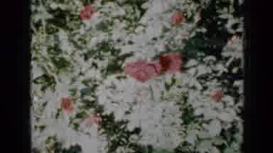 Minnesota USA (1958): Lady Walking Out The House To The Garden