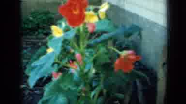 Minnesota USA (1958): Orange And Yellow Flowers Growing In The Beautiful Backyard