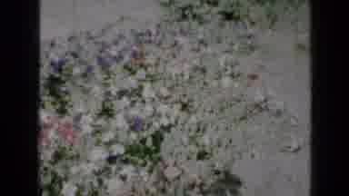 Minnesota USA (1958): Garden Of Yellow Pink And White Flowers Scattered Around In