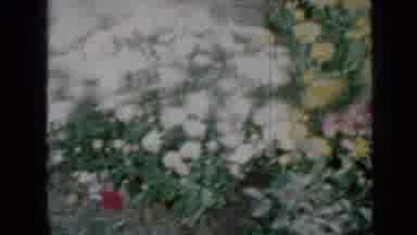 Minnesota USA (1958): An Array Of Beautiful Flowers Basking In The Sunshine
