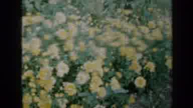 MINNESOTA USA-1958: The Flowers In The Garden