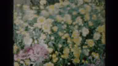Minnesota USA (1958): A Bed Of Flowers