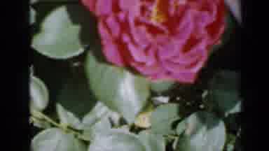 Minnesota USA (1958): Bright Pink Rose Bushes With Huge Summer Blooms Rest Outside