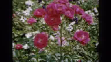 Minnesota USA (1958): Elder Lady Tending To Her Flowers In Her Garden Outside