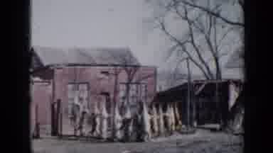 Minnesota USA (1958): Pigs Hanging In Front Of A Barn