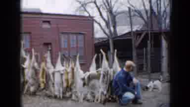 Minnesota USA (1958): Man Displays Coyotes And Foxes He Has Killed Protecting His
