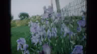 Minnesota USA (1958): Iris Flowers Blooming In Garden On A Clear Windy Day