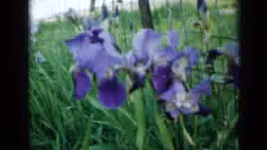 Minnesota USA (1958): Color Film Of Purple And White Orchids Blooming Among Long