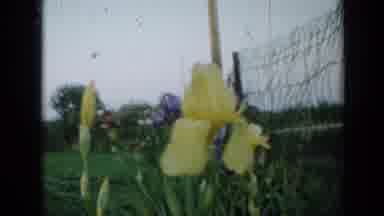 Minnesota USA (1958): Flower Garden Lines Park Fence On A Beautiful And Breezy