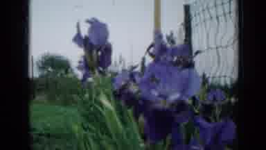 Minnesota USA (1958): Purple Roses Blowing With The Breeze Of The Air