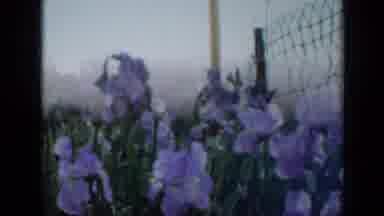 Minnesota USA (1958): Flowers Purple Wind Green Breeze Field Floral Petals Yard