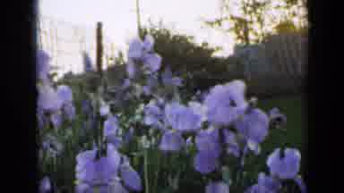 Minnesota USA (1958): The Flowers Line The Wire Fence And Dance In The Breeze As