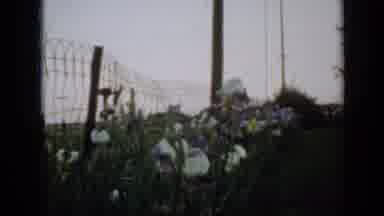 Minnesota USA (1958): Beautiful Flowers Being Swayed Left And Right By Strong