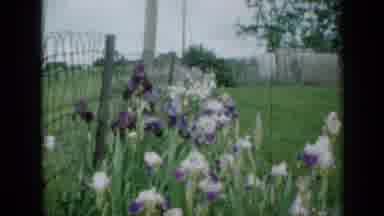 Minnesota USA (1958): Purple And White Flowers Are In Bloom Next To A Fence On A