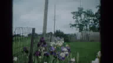 Minnesota USA (1958): Flowers In My Backyard With A Fence By The Road