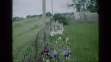 Minnesota USA (1958): Flowers Along The Fence Line