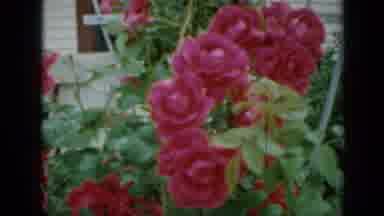 Minnesota USA (1958): Scenes Of Hot Pink Roses Blowing Around On Windy Day