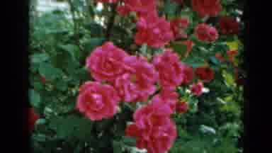 Minnesota USA (1958): The Pink Flowers Dance In The Breeze On A Lovely Sunny Day