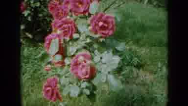 Minnesota USA (1958): Pink Rose Bush Swaying In The Breeze With Grass On Ground