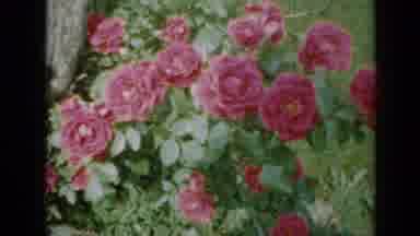 Minnesota USA (1958): Overhead Shot Of Pink Flowers In A Tall Bush