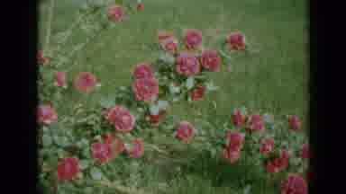 Minnesota USA (1958): Beautiful Pink Flowers Swaying Softly In The Wind Breeze On