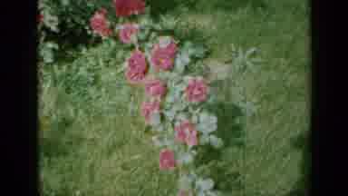 Minnesota USA (1958): A View Of A Green Branch Off A Plant With Red Flowers On It