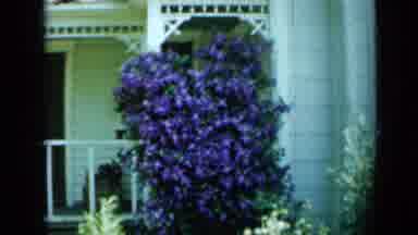 Minnesota USA (1958): Flowers Bushes Blowing In The Breeze