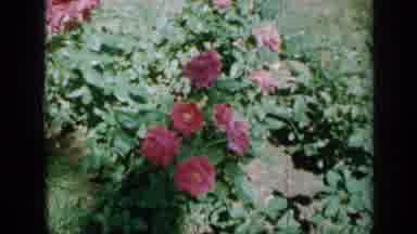 Minnesota USA (1958): Beautiful A Cultivation Of Roses In A Garden Moved By The