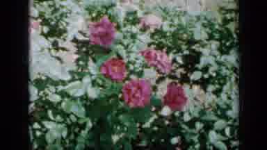 Minnesota USA (1958): Pink Flowers In A Yard Moving And Swaying In The Breeze