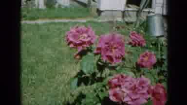 Minnesota USA (1958): Four Roses That Are White