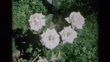 Minnesota USA (1958): White Flowers Then Pink Roses In A Bushes