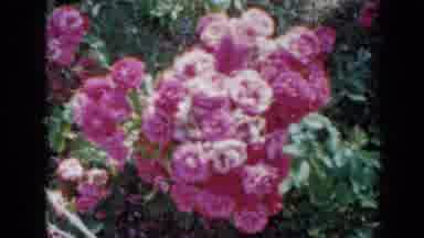 Minnesota USA (1958): Scenes Of Hot Pink Roses Blowing Around On Windy Day In