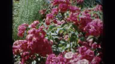 Minnesota USA (1958): Outside Video Of Flowers And Bushes On A Sunny Day