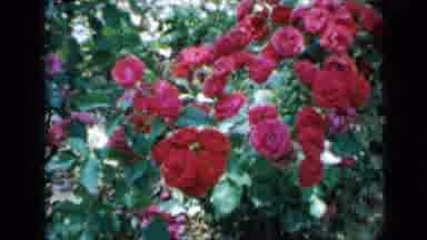 Minnesota USA (1958): View Of Blooming Red And Pink Rose Bushes On A Clear Day