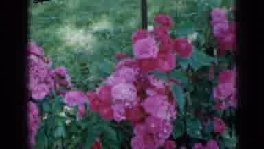 Minnesota USA (1958): Flowers Are Blossom Beautifully