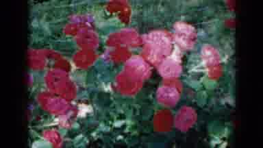 Minnesota USA (1958): Roses At The Garden