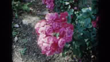 Minnesota USA (1958): Garden View With Flowering Plants And Trees In Sunny And Hot