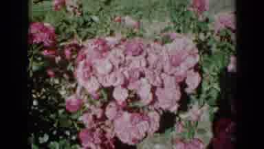 Minnesota USA (1958): Close Up Shot Of Bush Of Pink Flowers Cuts To Smaller Bush