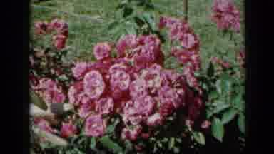 Minnesota USA (1958): Beautiful Flowers And Arrangements In A Very Well-Kept