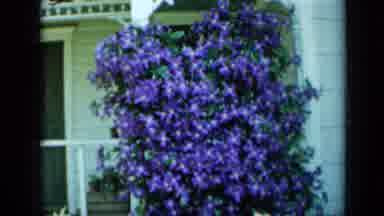 Minnesota USA (1958): View Of Flowers In Front Of The House On Sunny Day In Spring