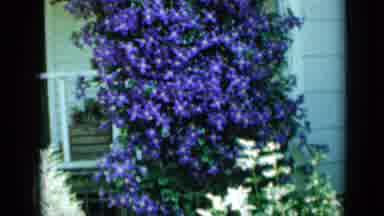 Minnesota USA (1958): Purple And White Flower Bush And Then A Lady Standing In A