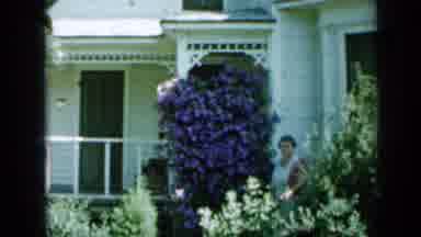 Minnesota USA (1958): Purple Flower On The Balcony Of A House While A Dog Running