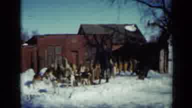 Minnesota USA-1958: Man Feeds Large Pack Of Hunting Dogs In Snow