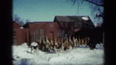 Minnesota USA (1958): Hunting Dogs Or Hounds Behind A House In Front Of Coyote