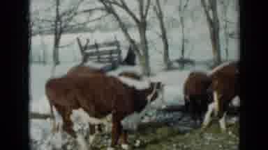 Minnesota USA (1958): Cows Grazing Together In The Cold